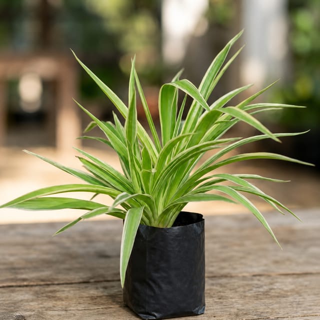 Money Plant