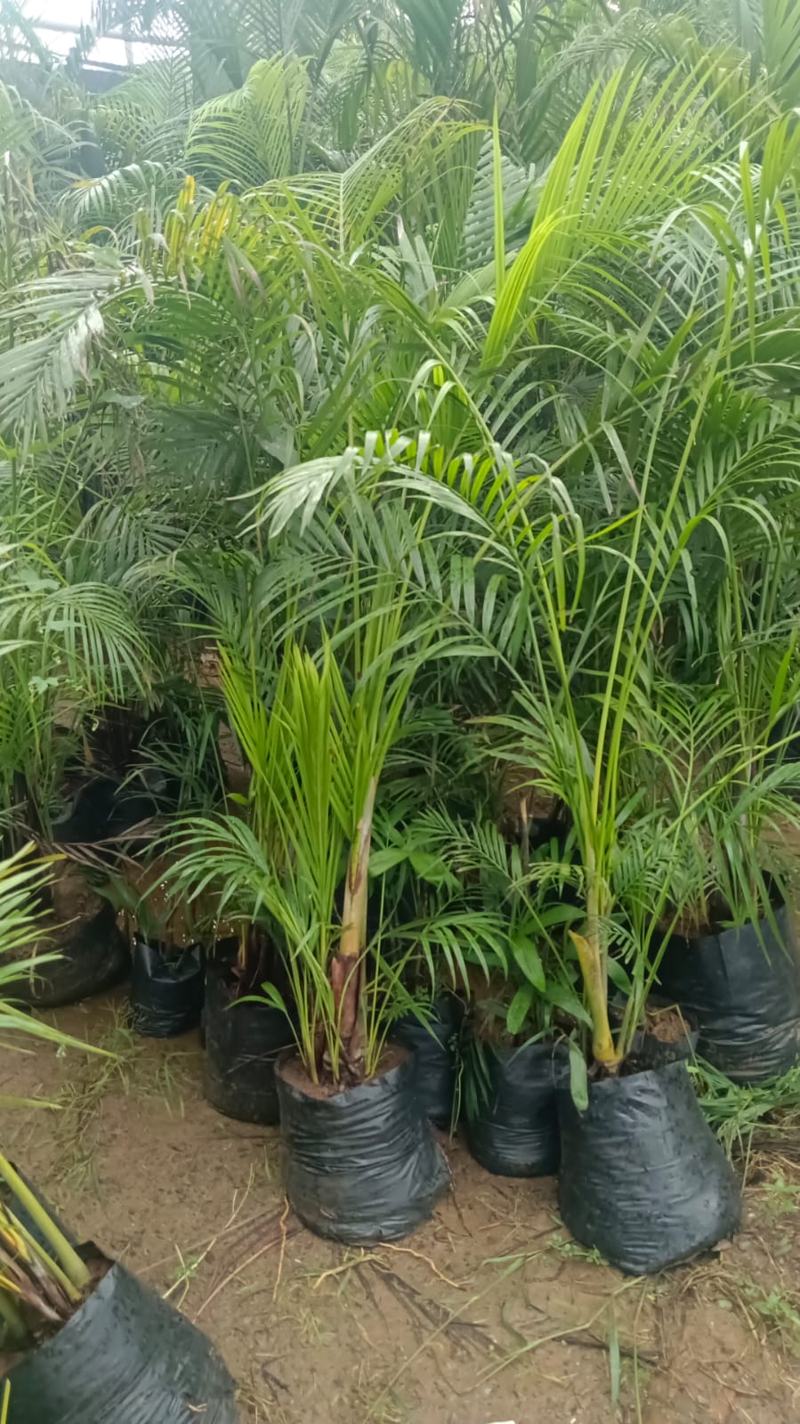 Areca Palm Plant
